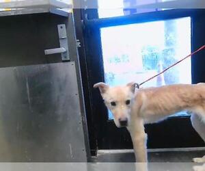 German Shepherd Dog-Unknown Mix Dogs for adoption in Tulsa, OK, USA