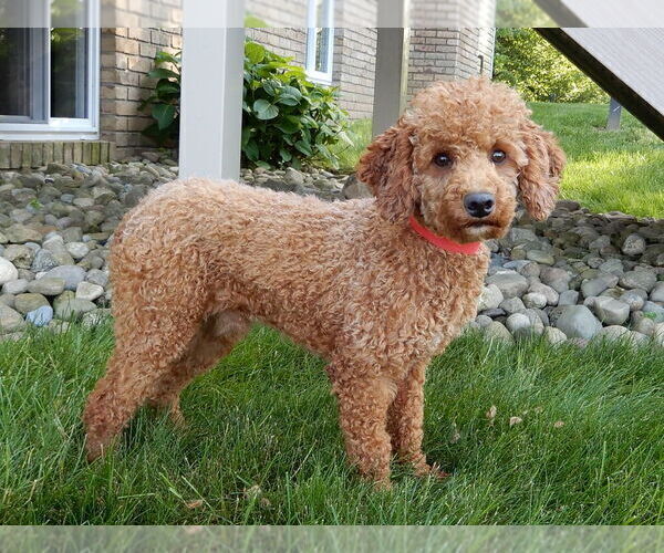 Medium Photo #1 Goldendoodle (Miniature) Puppy For Sale in MILLERSBURG, OH, USA