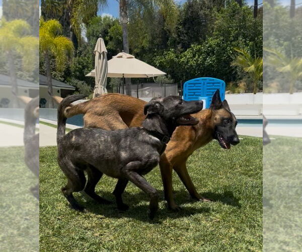 Medium Photo #3 Holland Shepherd-Unknown Mix Puppy For Sale in Imlay City, MI, USA