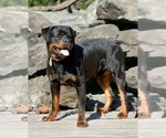 Small #10 Rottweiler