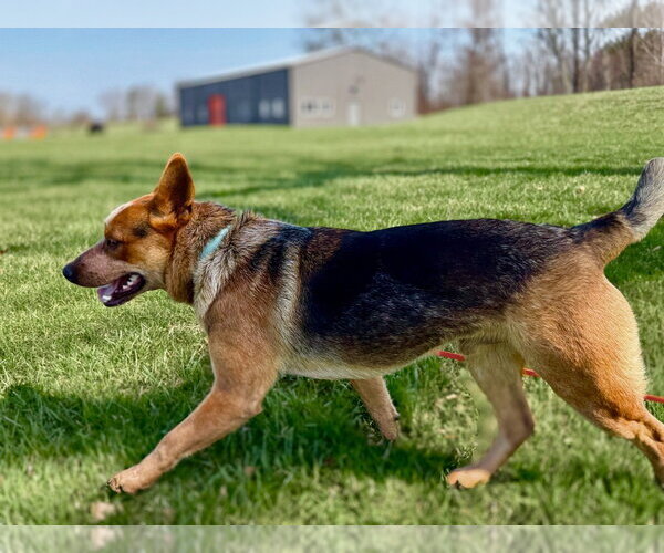 Medium Photo #4 Mutt Puppy For Sale in Garden City, NY, USA