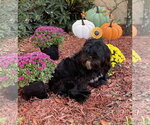 Small Photo #7 Shih Tzu-Unknown Mix Puppy For Sale in Valrico, FL, USA