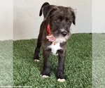 Small #3 Miniature Schnauzer Mix