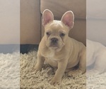 Small #2 French Bulldog
