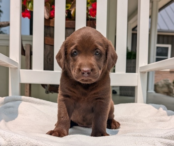 Medium Photo #16 Labrador Retriever Puppy For Sale in GOSHEN, IN, USA