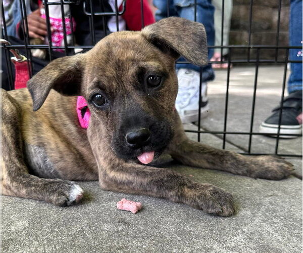 Medium Photo #4 Mountain Cur-Unknown Mix Puppy For Sale in Germantown, OH, USA