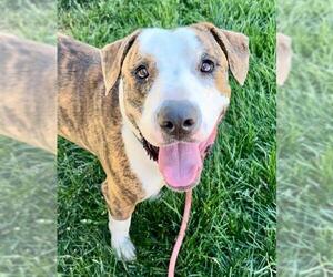 American Pit Bull Terrier-Unknown Mix Dogs for adoption in Sacramento, CA, USA