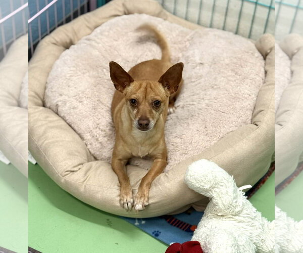 Medium Photo #4 Chihuahua-Unknown Mix Puppy For Sale in Phoenix, AZ, USA