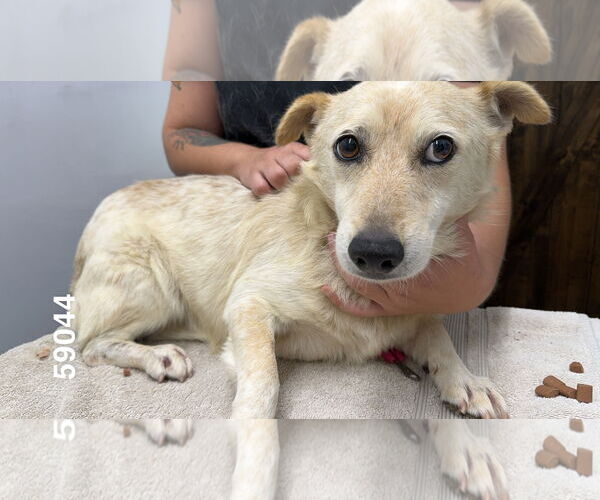 Medium Photo #6 Mutt Puppy For Sale in Chico, CA, USA