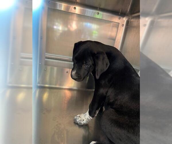 Medium Photo #1 Mutt Puppy For Sale in Chula Vista, CA, USA