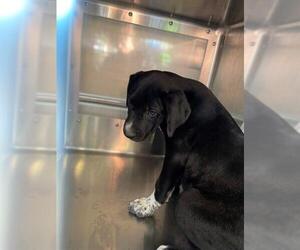 Mutt Dogs for adoption in Chula Vista, CA, USA