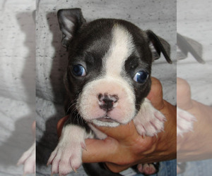 Boston Terrier Puppy for sale in BEND, OR, USA