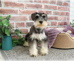 Small Photo #9 Schnauzer (Miniature) Puppy For Sale in SYRACUSE, IN, USA