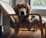 Image preview for Ad Listing. Nickname: Archie