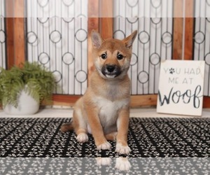 Shiba Inu Puppy for sale in NAPLES, FL, USA
