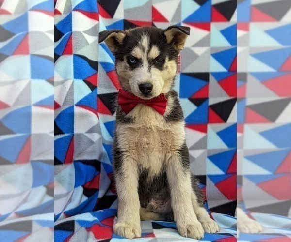 Medium Photo #2 Siberian Husky Puppy For Sale in QUARRYVILLE, PA, USA