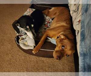 Gurl - Female Mutt Dog for Adoption - Photo #7