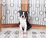 Small Photo #4 Boston Terrier Puppy For Sale in NAPLES, FL, USA