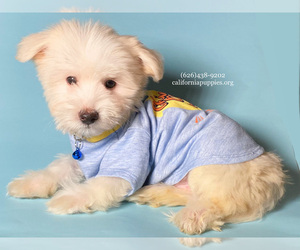 Maltipoo Puppy for Sale in BREA, California USA