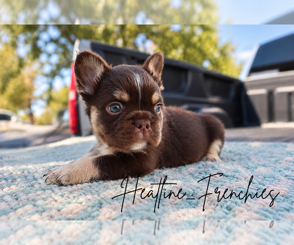 Medium Photo #1 French Bulldog Puppy For Sale in QUEEN CREEK, AZ, USA