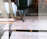 Small Photo #9 Cane Corso Puppy For Sale in SPRINGFIELD, MO, USA