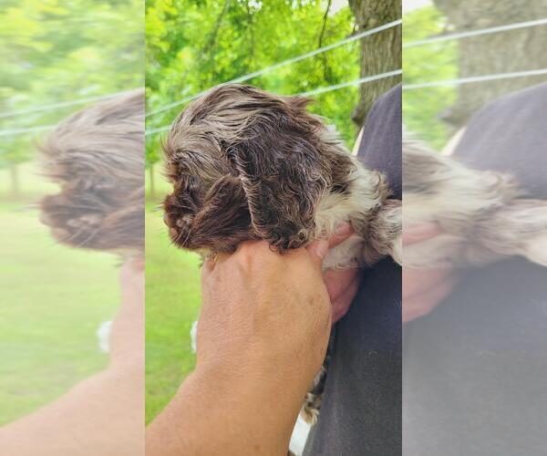 Medium Photo #1 Cocker Spaniel Puppy For Sale in KNOX, IN, USA