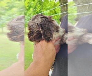 Medium Cocker Spaniel