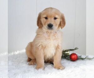 Golden Retriever Puppy for sale in NEWPORT, PA, USA