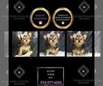 Puppy Buster Yorkshire Terrier