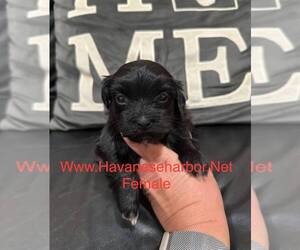 Havanese Puppy for sale in MBORO, TN, USA