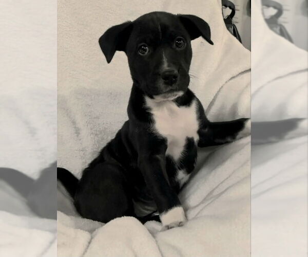 Medium Photo #2 Mutt Puppy For Sale in House Springs, MO, USA