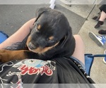 Small Photo #2 Rottweiler Puppy For Sale in SHELBYVILLE, IL, USA