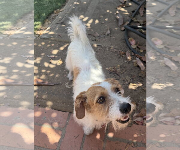 Medium Photo #3 Jack Russell Terrier-Unknown Mix Puppy For Sale in San Diego, CA, USA