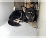 Small German Shepherd Dog