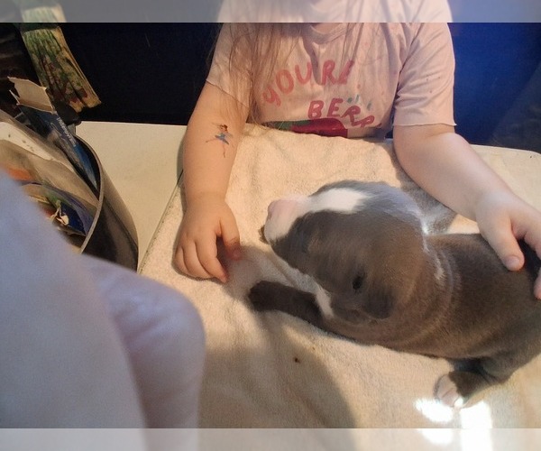 Medium Photo #24 American Pit Bull Terrier Puppy For Sale in DANNEBROG, NE, USA