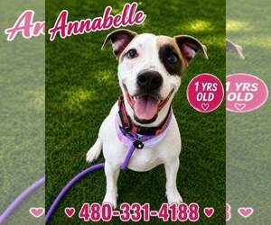 American Pit Bull Terrier-Unknown Mix Dogs for adoption in phoenix, AZ, USA