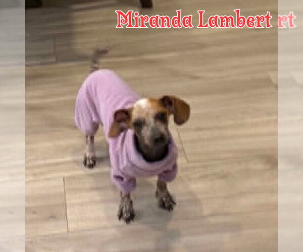 Medium Photo #33 Dachshund Puppy For Sale in San Antonio, TX, USA
