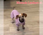 Small #32 Dachshund
