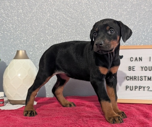 Medium Photo #5 Doberman Pinscher Puppy For Sale in GOSHEN, IN, USA
