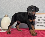Small #4 Doberman Pinscher