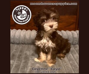 Havanese Puppy for sale in FRIERSON, LA, USA