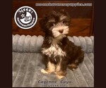 Caya - Female Havanese Puppy for Sale - Small photo