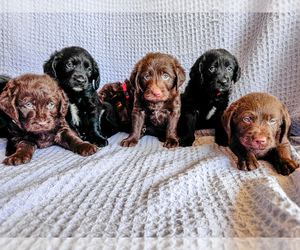 Miniature Labradoodle Puppy for sale in MESA, AZ, USA