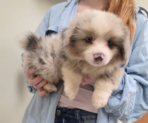 Pembroke Welsh Corgi Puppy for sale in MILTON, WI, USA