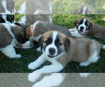 Small Photo #5 Saint Bernard Puppy For Sale in KENNEWICK, WA, USA