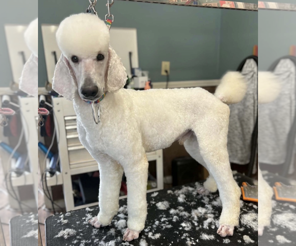 Medium Photo #1 Poodle (Standard)-Unknown Mix Puppy For Sale in Decatur, GA, USA