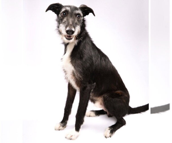 Medium Photo #4 Borzoi-Unknown Mix Puppy For Sale in Canton, CT, USA
