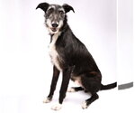 Small #3 Borzoi Mix