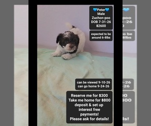 Poodle (Toy)-Zuchon Mix Puppy for sale in TUCSON, AZ, USA