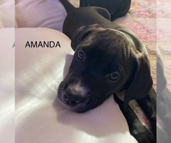 Medium Photo #5 Golden Retriever-Unknown Mix Puppy For Sale in Wenonah, NJ, USA